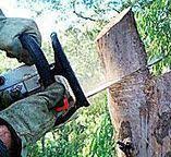 Best Tree Trimming and Pruning  in Tahoma, CA