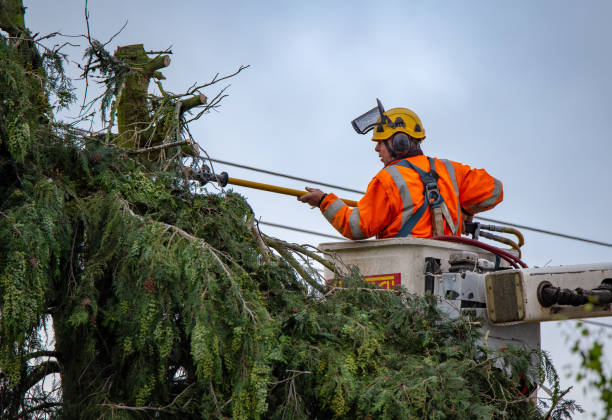 How Our Tree Care Process Works  in  Tahoma, CA