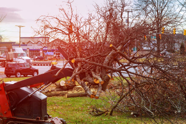 Best Stump Grinding and Removal  in Tahoma, CA