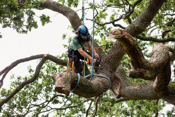 Best Tree Removal  in Tahoma, CA