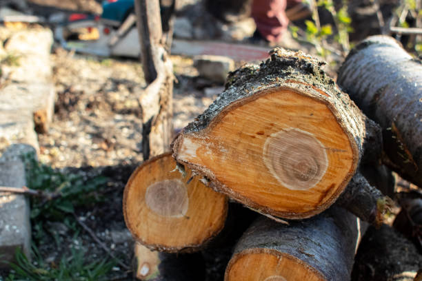 Reliable Tahoma, CA Tree Care Solutions