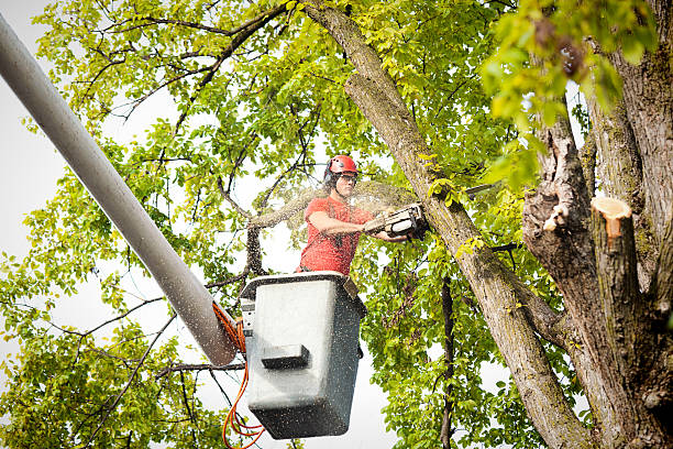 Best Root Management and Removal  in Tahoma, CA