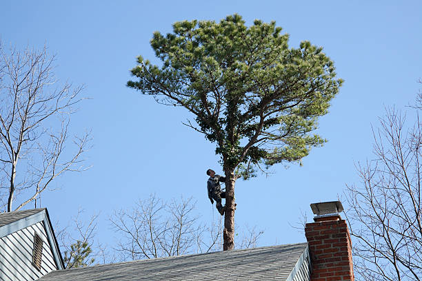 Best Tree Disease Treatment  in Tahoma, CA