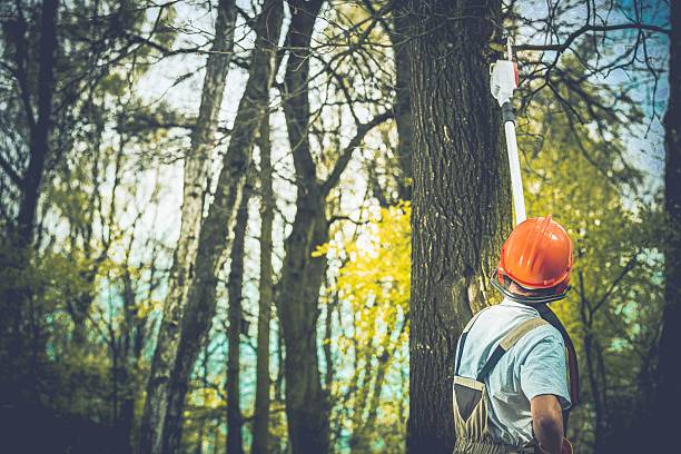  Tahoma, CA Tree Care Pros